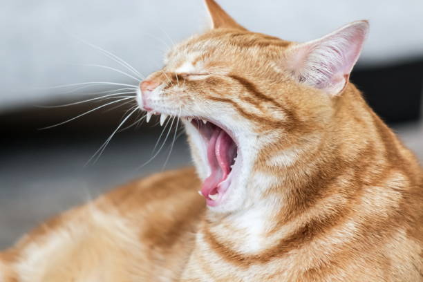 istock Close up image of a ginger cat yawning with copy space 1097074210