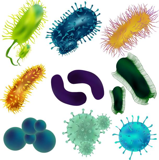 zestaw wirusów i bakterii wyizolowanych na tle plamy. wirusy i bakterie pod mikroskopem. nieumarły komórkowy czynnik zakaźny - blom stock illustrations