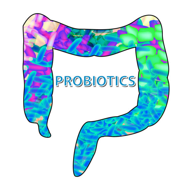 ilustrações de stock, clip art, desenhos animados e ícones de good bacteria flora in the colon. probiotic, prebiotic, synbiotic, lactobacillus, bifidobacterium. infographics. vector illustration on isolated background. - 12026