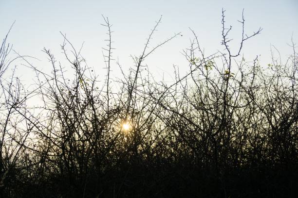 Thristle and bush in the sunset. Slovakia