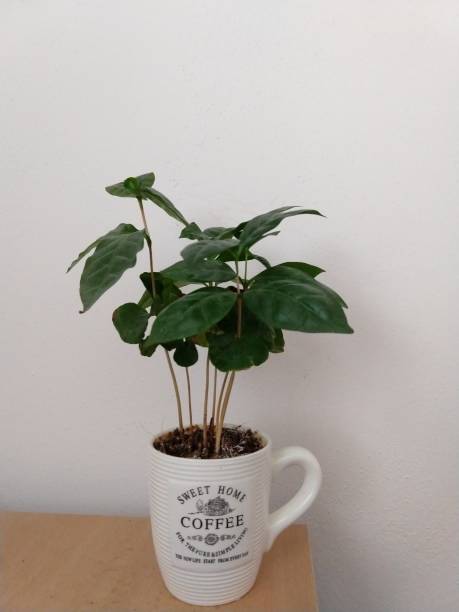 istock Coffee plant in the pot. 1097083674