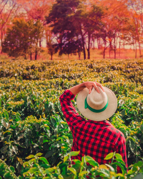 istock Farmer with hat looking the coffee plantation field 1097085602