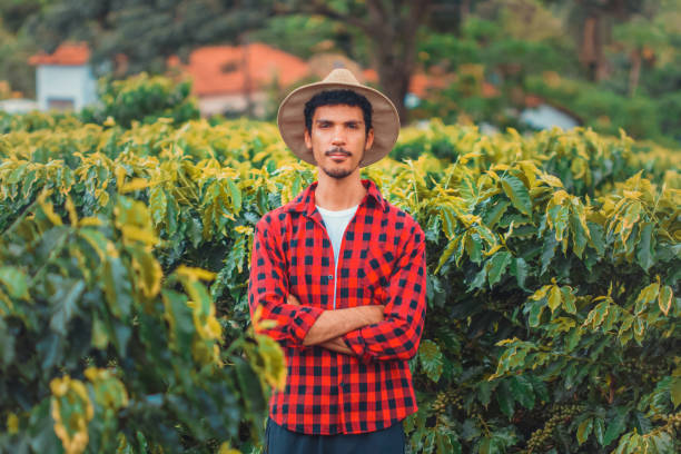 Farmer with hat, smiling in cultivated coffee field plantation. Concept Image.
