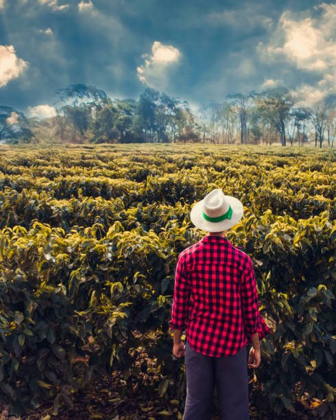 istock Farmer in a wheat coffee field 1097085632