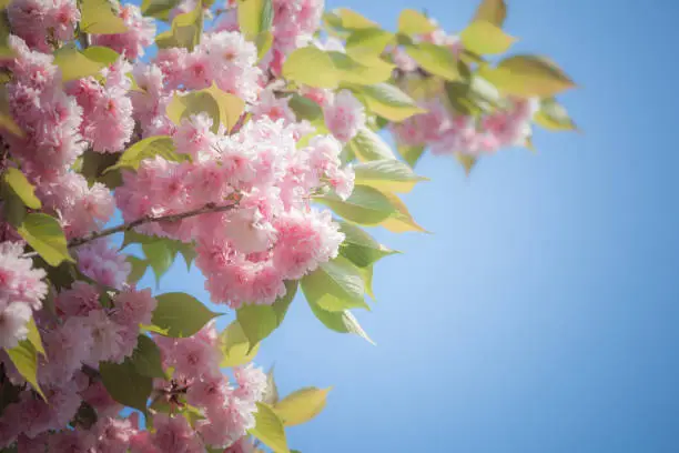 Cherry pink blossom against blue sky with copy space. Focus on a central part of photo