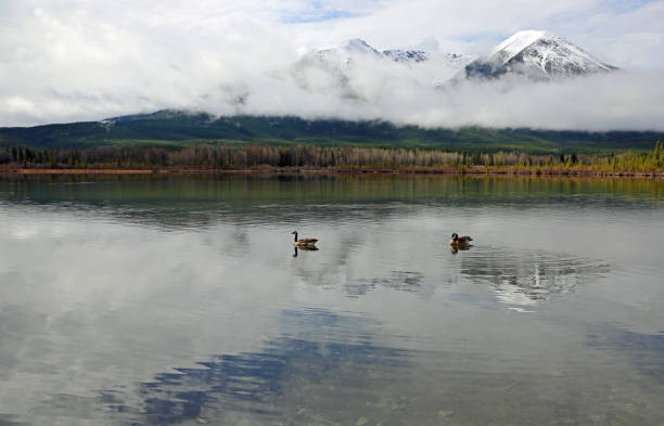 istock Geese on Vermilion Lake 1097091914