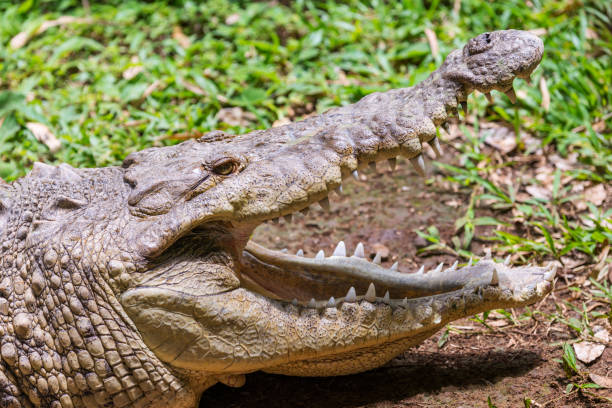 istock A close-up of a crocodile with wide open mouth 1097092104