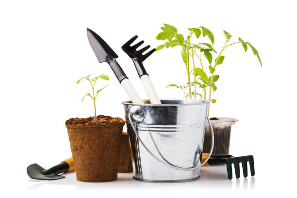 istock Various gardening tools with tomato and pepper seedlings isolated on white background 1097092180