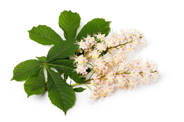 istock Two branches of flowering chestnut on a white background 1097092206
