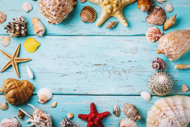 istock Various sea shells on a wooden board with copy space in the center, top view 1097092256