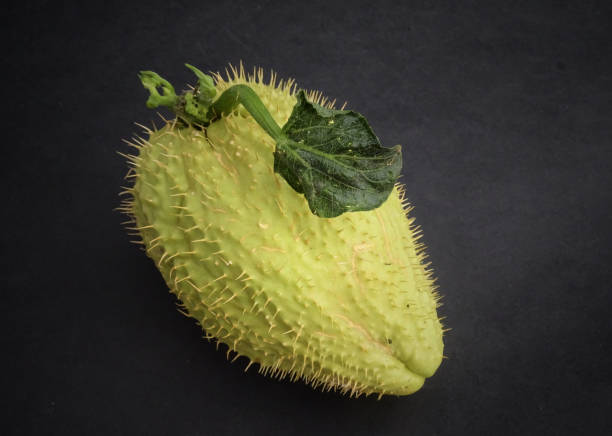 Prickly Chayote Squash with a sprout, Sechium edule, Isolated on a black background