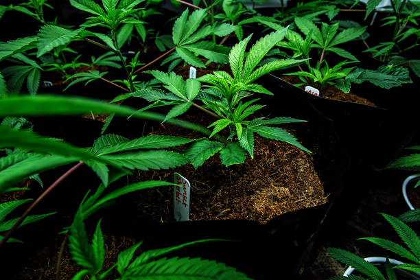 istock A Young Cannabis Plant In A Veg Room 1097096520