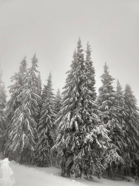 istock Nature under the snow during winter. 1097096692