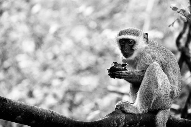 A Vervet Monkey eating a fruit on a tree. Black and white photography. A Vervet Monkey eating a fruit on a tree. Black and white photography. kapama reserve stock pictures, royalty-free photos & images