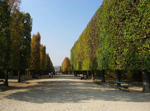 diminishing perspective of formal garden passage in the fall with gravel paving and sharply cut tall trees on the sides under blue sky with tiny people walking in a distance and person reading paper