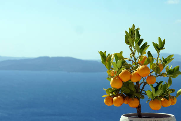 tree, pot, water