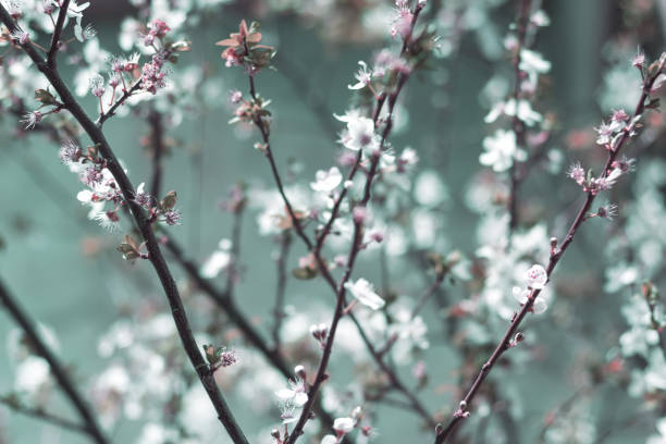 istock Blossoming tree brunch with white flowers on a green background. 1097098952