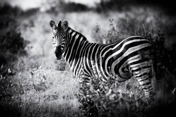 istock A beautiful zebra looking at me. Black and white photography. 1097099622