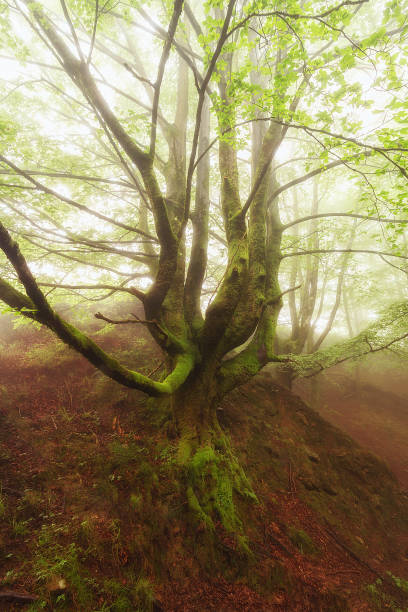 istock Lonely tree in a foogy day in Gorbea natural park 1097101436