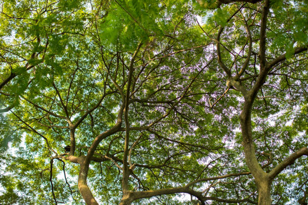 istock Under shade of giant tree from bottom view. can be use to natural background, wallpaper, template, screensaver. beautiful plant tree. 1097101502