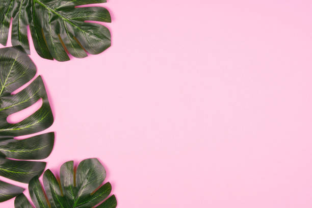 istock Monstera leaves on pale pink background. 1097102628