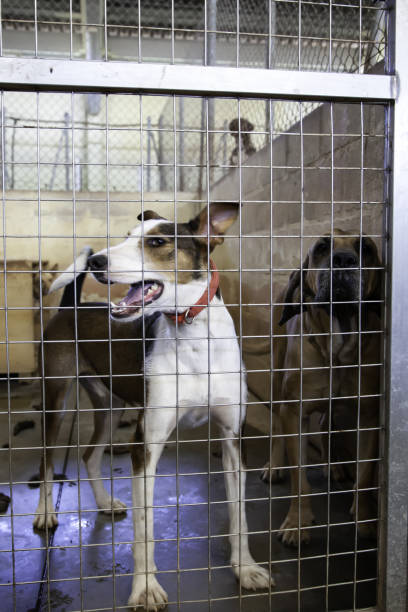 istock Dog locked in kennel 1097103882