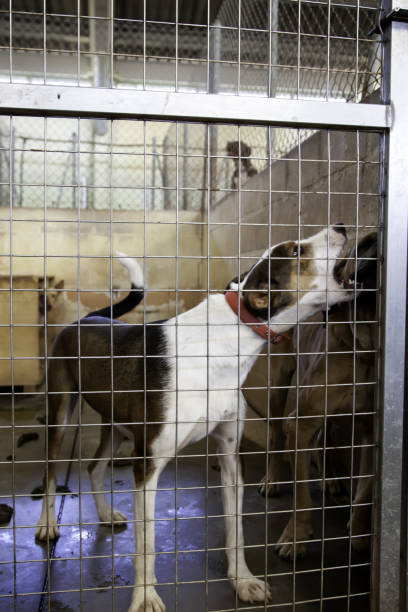istock Dog locked in kennel 1097103884