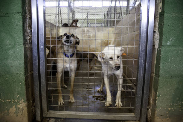 istock Dog locked in kennel 1097103886