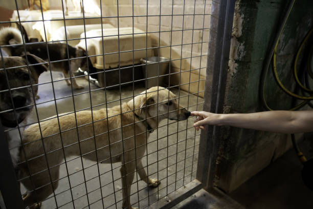 istock Dog locked in kennel 1097103896