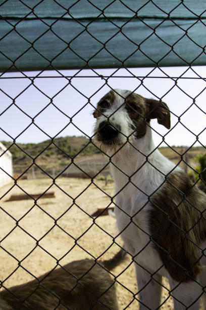 istock Dog locked in kennel 1097103900