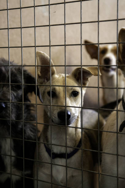 istock Dog locked in kennel 1097103904