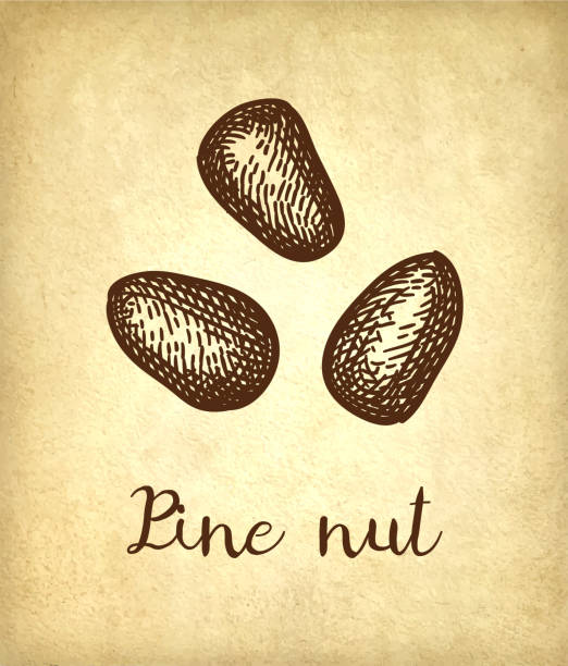 ilustrações de stock, clip art, desenhos animados e ícones de ink sketch of pine nut. - pine nut nut seed vegan food