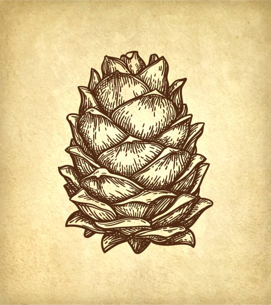 ilustrações, clipart, desenhos animados e ícones de esboço da tinta da porca de pinho. - pine nut tree pine tree pine cone