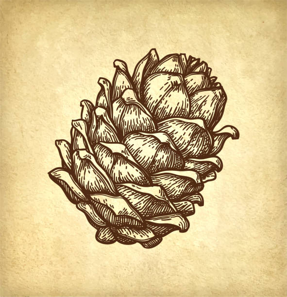 ilustrações, clipart, desenhos animados e ícones de esboço da tinta da porca de pinho. - pine nut nut seed vegan food