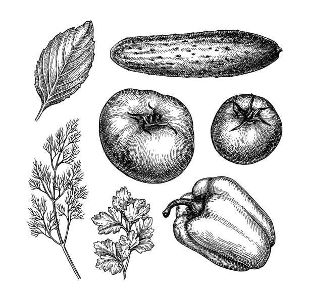 stockillustraties, clipart, cartoons en iconen met inkt schets van groenten - peterselie illustraties