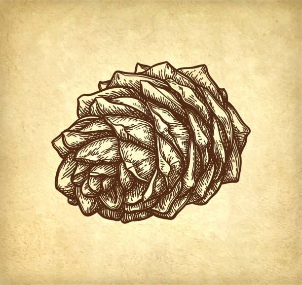 ilustrações de stock, clip art, desenhos animados e ícones de ink sketch of pine nut. - pine nut nut seed vegan food