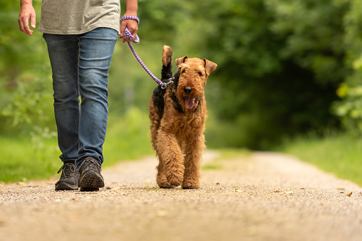 Airedale Terrier. Dog handler is walking with his obedient dog on a rural street in a forest.