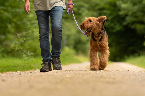 Airedale Terrier. Dog handler is walking with his obedient dog on a rural street in a forest.