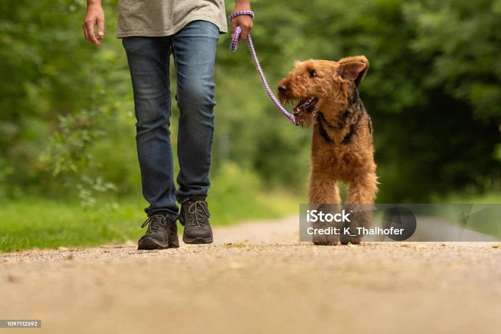 Airedale Terrier. Dog handler is walking with his obedient dog on the road in a forest. Airedale Terrier. Dog handler is walking with his obedient dog on a rural street in a forest. Dog Stock Photo
