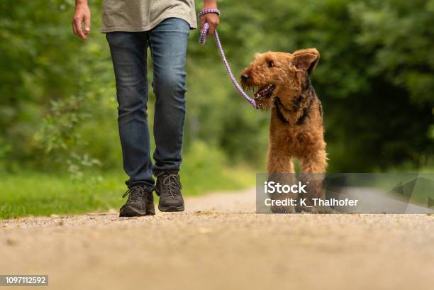 Airedale Terrier Dog Handler Is Walking With His Obedient Dog On The Road In A Forest Stock Photo - Download Image Now