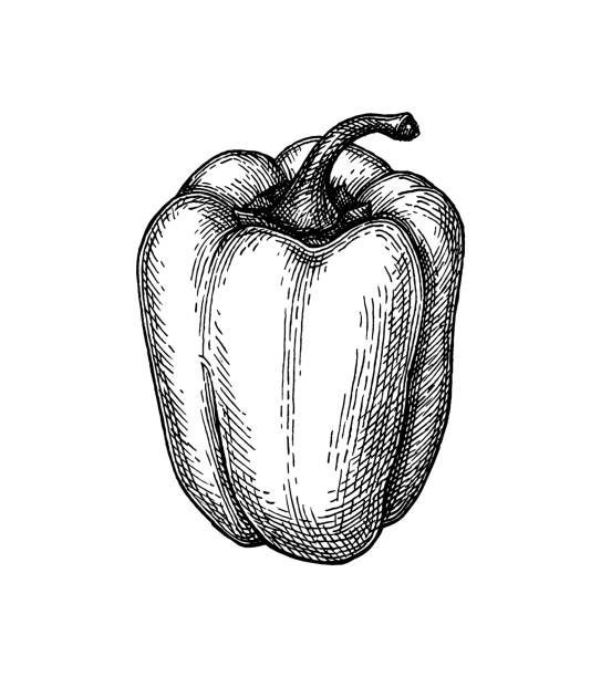 Ink sketch of bell pepper. Ink sketch of bell pepper isolated on white background. Hand drawn vector illustration. Retro style. bell pepper stock illustrations
