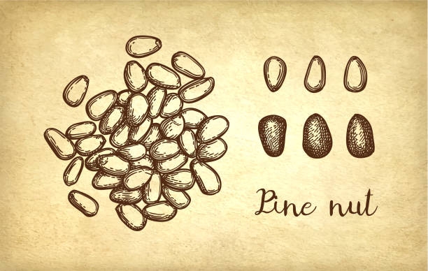 ilustrações, clipart, desenhos animados e ícones de esboço da tinta da porca de pinho. - pine nut nut seed vegan food