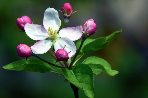 яблочный цветок макро - apple flowers стоковые фото и изображения