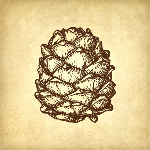 ilustrações, clipart, desenhos animados e ícones de esboço da tinta da porca de pinho. - pine nut tree pine tree pine cone