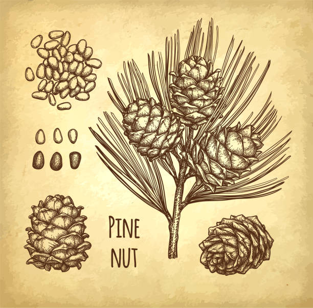 ilustrações, clipart, desenhos animados e ícones de esboço da tinta da porca de pinho. - pine nut nut seed vegan food