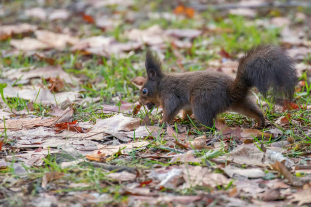 istock Red squirrel in the park (Sciurus vulgaris) 1097116902