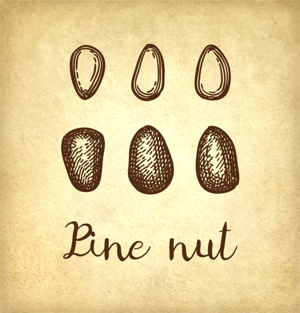 ilustrações de stock, clip art, desenhos animados e ícones de ink sketch of pine nut. - pine nut nut seed vegan food