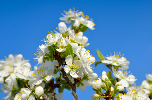 White flowers on the branches of trees in the spring.