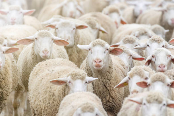 istock Flock of sheep, sheep farm 1097125332
