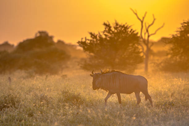 istock Savanna Orange morning light with wildebeest on S100 Kruger 1097125520